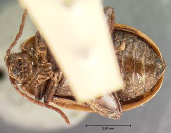 Media type: image; Entomology 19177   Aspect: habitus ventral view